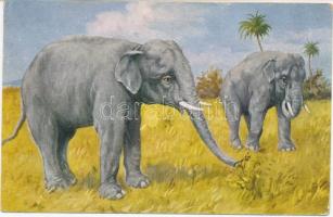 Indischer Elefant / Indian elephant s: H. Miller (EB)