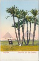 Cairo, pyramid, palms