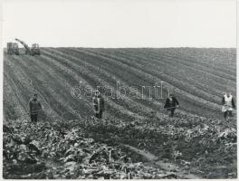 1975 Csák Miklós: Kaposvár környékén, jelzés nélküli fotó, bemutatva a Magyarország ma című fotókiállításon 1975-ben, a Magyar Munkásmozgalmi Múzeumban, 18x24 cm