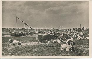 Magyar ökrök delelőn / Hungarian folklore, oxen