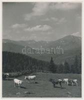 cca 1935 Thöresz Dezső (1902-1963): Alpesi táj, aláírt vintage fotóművészeti alkotás, 21x17,5 cm