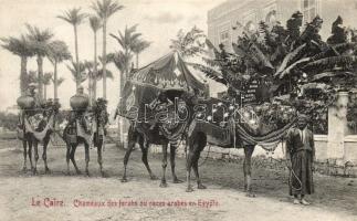 Cairo, Chameaux des farahs / farah camels, Arabian folklore