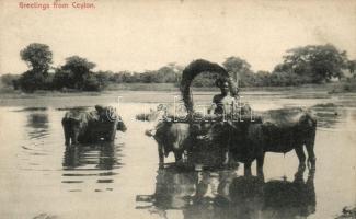 Ceylon folklore, native man woth oxen