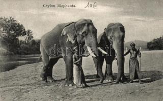 Ceylon elephants, native people