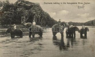 Katugastota river, elephants bathing