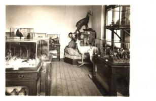 Szeged, Intézeti vadászati gyűjteményterem, Auer Lajos photo