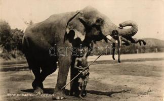 Ceylon, temple elephant