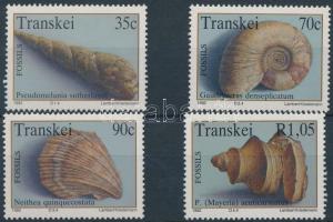 Mollusc fossils set, Puhatestű fosszíliák sor