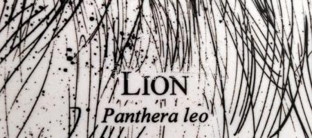 Zakanaka Oroszlán,Dél-Afrikai porcelán tányér matricás, jelzett, hibátlan, d:25,5cm