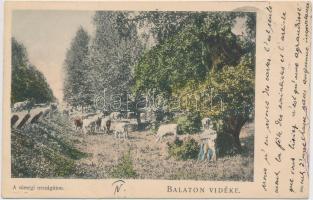 Sümeg, országúton, 'Balaton vidéke'