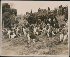 1933 Vajda Miksa: Készülődés a rókavadászatra, Észak-Sussex-i vadászkutyák találkozója, feliratozott sajtófotó, 25x20 cm