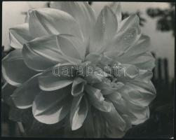 cca 1950 Tihany cigaretta, ismeretlen szerző csendélet kompozíciója, hátoldalán egy virágról készült...