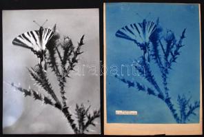 cca 1937 Reich Péter Cornel: Pillangó, feliratozott vintage fotó a szerző hagyatékából, hozzáadva az Atheneum nyomda próbanyomatát, 30x24 cm