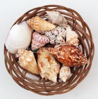 Egy tálca kagyló és tengeri csiga / Sea shells