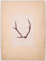 1890 3 db nagyméretű fotó trófeákról kartonon 18x30 cm