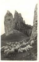 Oroszlánkő, Hrad Vrsatec; vár / castle, sheep