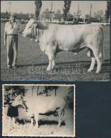 cca 1930 2 db fotó szarvasmarhákról, különböző méretben