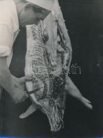 cca 1960 Vágóhídi malacságok, 2 db fotó, 24x18 cm