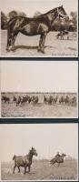 cca 1940 Walter Berta aláírt felvételei a mezőhegyesi ménesről, 3 db feliratozott fénykép, 8x12 cm