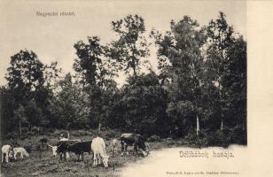 Hortobágy Nagyerdő