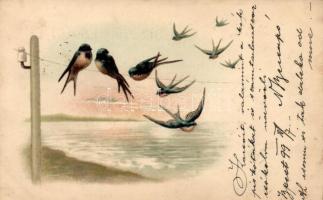 1899 Barn swallow, litho