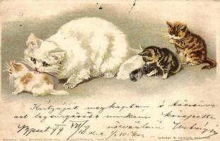 1899 Cats, Theo. Stroefer Serie V. Nr. 603. litho