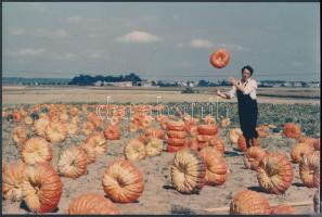 cca 1980 Tökre tök, tökös megoldások, 19x29 cm