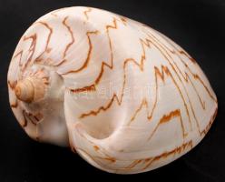 Tengeri csiga ház, 13×10 cm