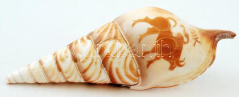 Tengeri csiga ház bika motivummal, h:13 cm