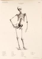 Il corpo umano. Tavole anatomiche per artisti. Manuali tecnici Leonardo. Milano, 1997, Vinciana Edit...