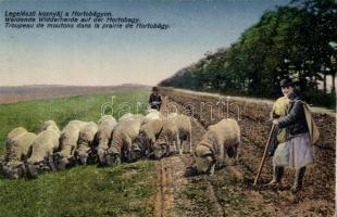 Hortobágy, legelésző kosnyáj, folklór, Divald & Monostory