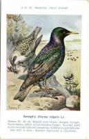 2 db RÉGI madár motívumlap, Csörgey T. szignóval / 2 old bird motive postcards, signed by Csörgey T