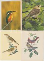 97 db MODERN főleg használatlan motívumlap; madár / 97 modern mostly unused motive cards; birds