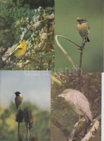 97 db MODERN főleg használatlan motívumlap; madár / 97 modern mostly unused motive cards; birds