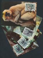 WWF Monkies set 4 CM, WWF: Majmok sor 4 db CM-en