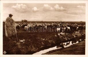 Pusztai élet, juhnyáj / Hungarian folklore, sheep