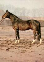 29 db MODERN használatlan motívumlap; lovak / 29 modern unused motive cards; horses