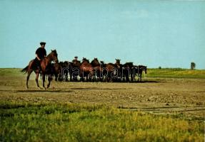 29 db MODERN használatlan motívumlap; lovak / 29 modern unused motive cards; horses