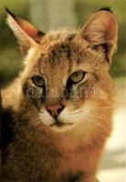 41 db MODERN főleg használatlan motívumlap; állatok / 41 modern mostly unused motive cards; animals