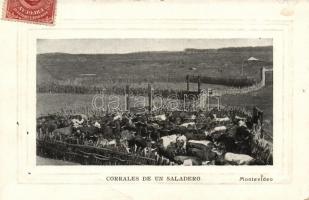 Montevideo, Corrales de un Saladero / cattle farm