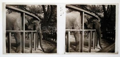 cca 1932 Budapest, sztereo diapozitív képek feliratozva, épületekről, növényzetről, állatokról, 11 d...