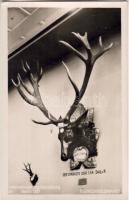 Jagdausstellung Berlin Foto AK