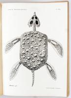 A Balatonmellék paleontológiája. Kiad.: A Magyar Földrajzi Társaság Balaton-bizottsága. 3. köt. Bp.,...