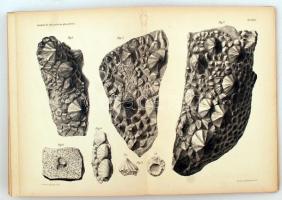 A Balatonmellék paleontológiája. Kiad.: A Magyar Földrajzi Társaság Balaton-bizottsága. 3. köt. Bp.,...