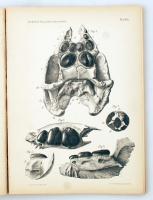 A Balatonmellék paleontológiája. Kiad.: A Magyar Földrajzi Társaság Balaton-bizottsága. 3. köt. Bp.,...