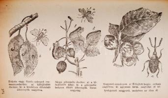 Szász Ferenc dr., Nagy Endre dr.: Kézikönyv gazdasági iskolák és haladó gazdák számára: Bp., 1943, M...