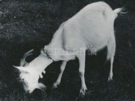 cca 1980 Mekk mesterrel való találkozás örömére 5 db fotó, 13x18 cm