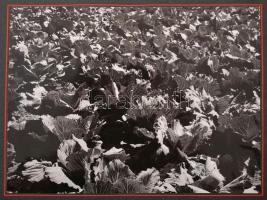 1955 Így fejlődik Budapest mezőgazdasága, fotóalbum 16 beragasztott fotóval, kísérő szöveggel, 18x18...