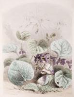 Grandville, J.J.: Les Fleurs animees. I. Paris, 1847. Gonet. 28 színezett acélmetszettel. Aranyozott...