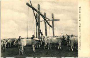 Hortobágy, ökörgulya itatás a hármas kútnál